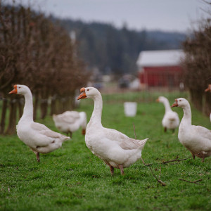Geese