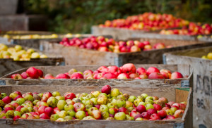 Finnriver Apple Harvest