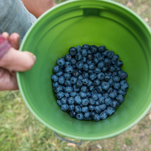 Home Farm
