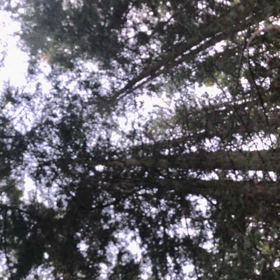 Indigenous Land