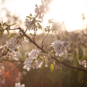 Finnriver Orchard